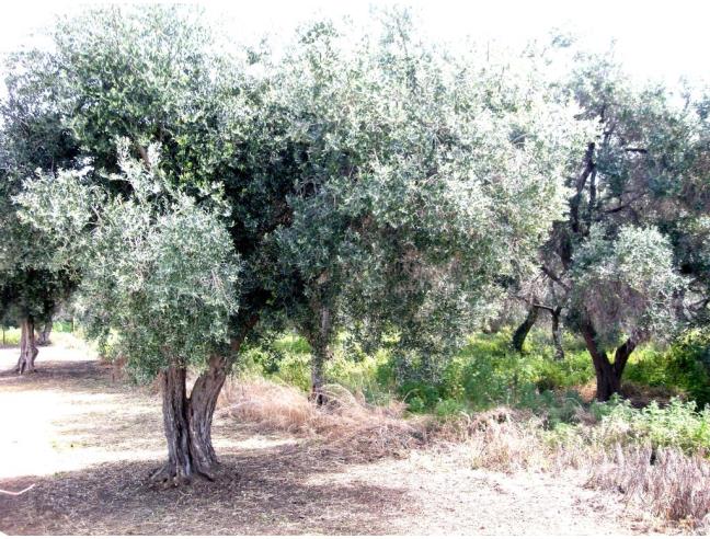 Anteprima foto 3 - Terreno Agricolo/Coltura in Vendita a Milazzo (Messina)