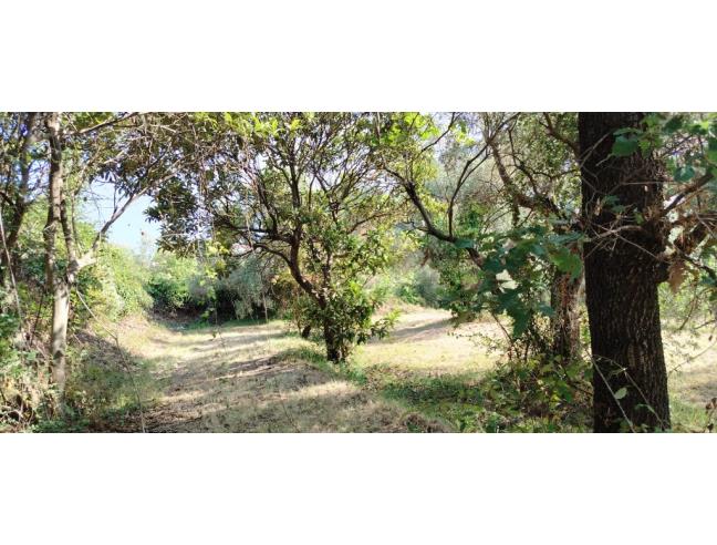 Anteprima foto 2 - Terreno Agricolo/Coltura in Vendita a Minturno (Latina)