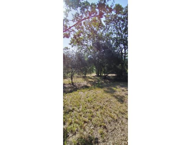 Anteprima foto 3 - Terreno Agricolo/Coltura in Vendita a Minturno (Latina)