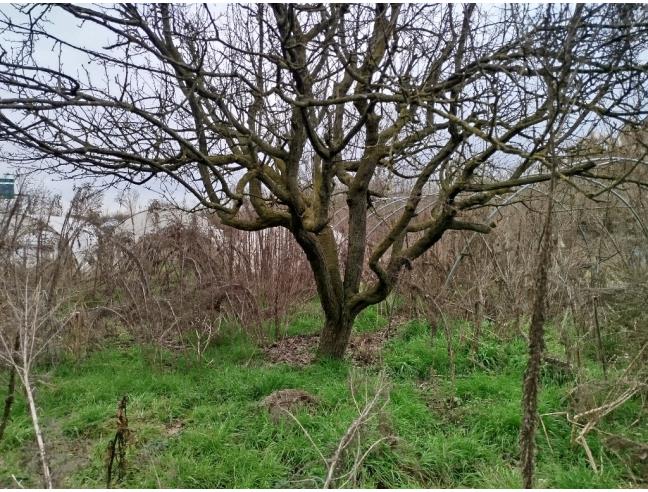Anteprima foto 1 - Terreno Agricolo/Coltura in Vendita a Moncalieri - Tagliaferro