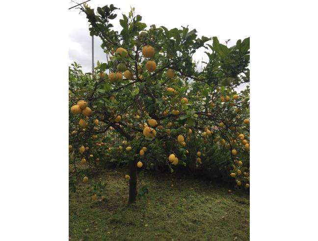 Anteprima foto 1 - Terreno Agricolo/Coltura in Vendita a Monte San Biagio (Latina)