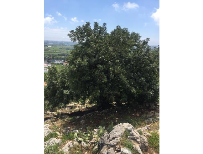 Anteprima foto 6 - Terreno Agricolo/Coltura in Vendita a Monte San Biagio (Latina)
