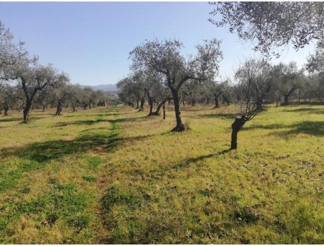 Anteprima foto 3 - Terreno Agricolo/Coltura in Vendita a Montelibretti (Roma)
