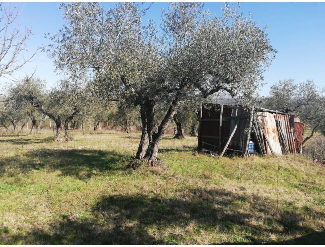 Anteprima foto 4 - Terreno Agricolo/Coltura in Vendita a Montelibretti (Roma)