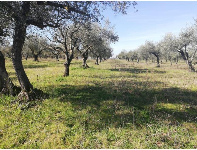 Anteprima foto 6 - Terreno Agricolo/Coltura in Vendita a Montelibretti (Roma)