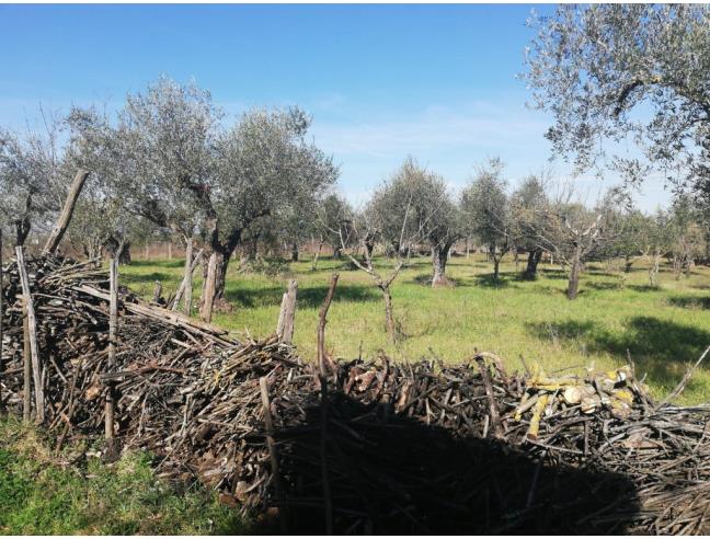 Anteprima foto 7 - Terreno Agricolo/Coltura in Vendita a Montelibretti (Roma)