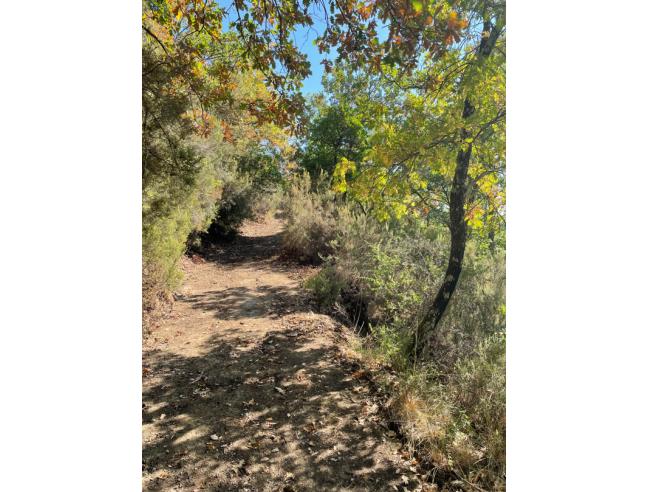 Anteprima foto 2 - Terreno Agricolo/Coltura in Vendita a Montevarchi - Moncioni