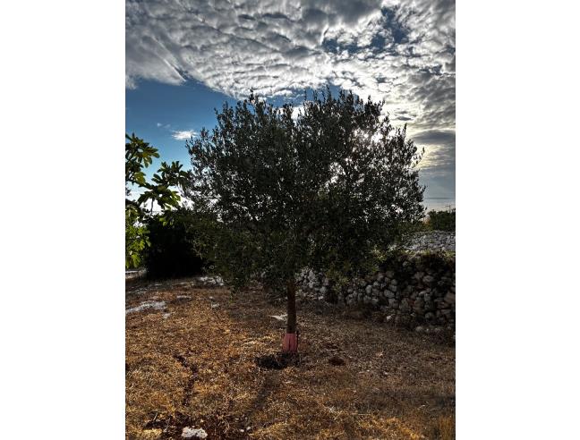 Anteprima foto 2 - Terreno Agricolo/Coltura in Vendita a Morciano di Leuca - Torre Vado