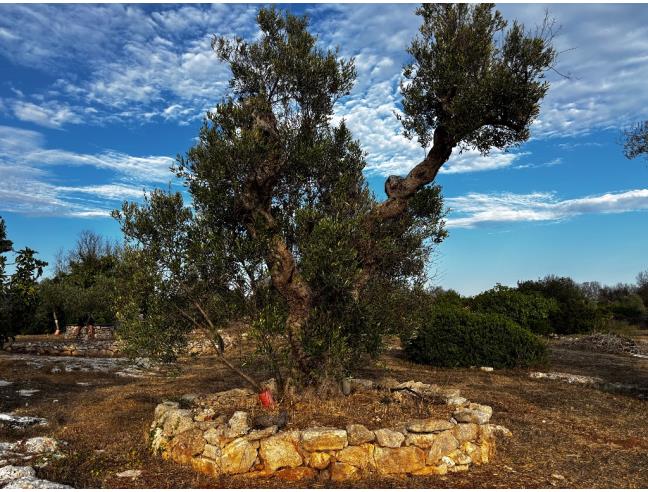 Anteprima foto 4 - Terreno Agricolo/Coltura in Vendita a Morciano di Leuca - Torre Vado