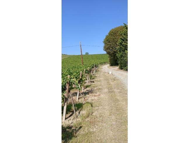 Anteprima foto 4 - Terreno Agricolo/Coltura in Vendita a Nizza Monferrato (Asti)