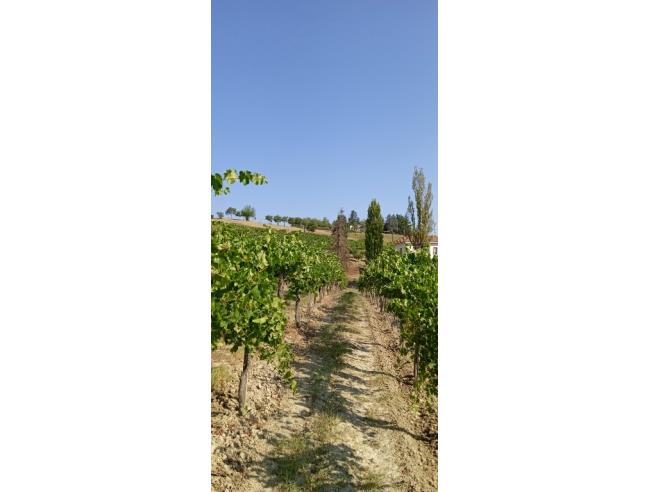 Anteprima foto 5 - Terreno Agricolo/Coltura in Vendita a Nizza Monferrato (Asti)