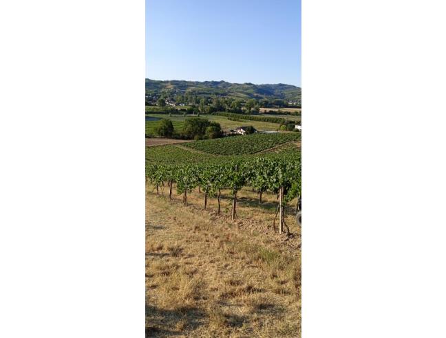 Anteprima foto 7 - Terreno Agricolo/Coltura in Vendita a Nizza Monferrato (Asti)