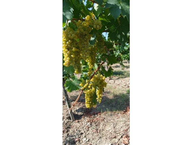 Anteprima foto 8 - Terreno Agricolo/Coltura in Vendita a Nizza Monferrato (Asti)