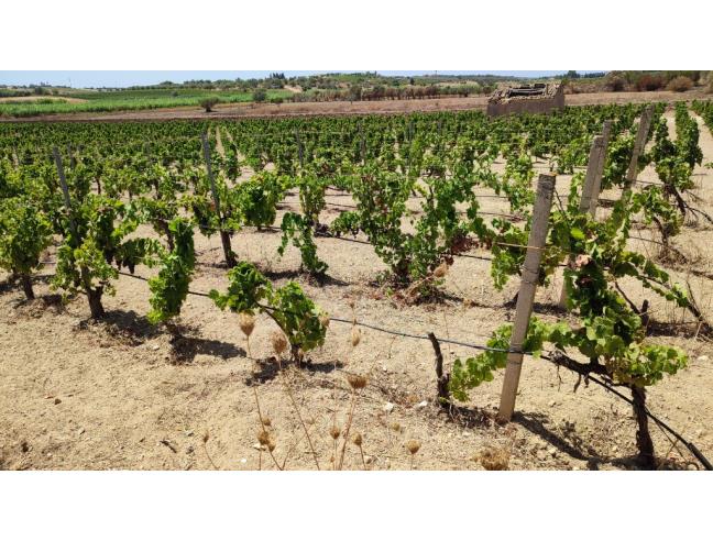 Anteprima foto 6 - Terreno Agricolo/Coltura in Vendita a Noto - San Lorenzo