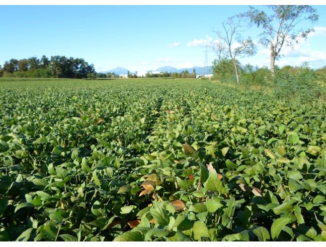 Anteprima foto 3 - Terreno Agricolo/Coltura in Vendita a Ornago (Monza e Brianza)