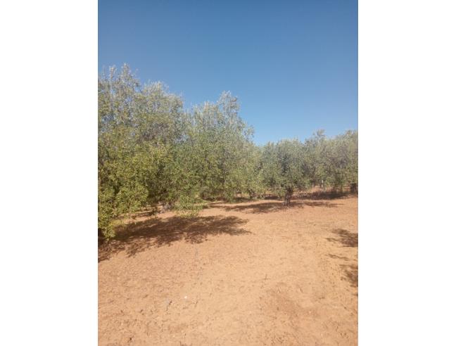 Anteprima foto 1 - Terreno Agricolo/Coltura in Vendita a Partinico (Palermo)