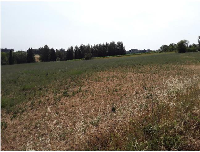 Anteprima foto 4 - Terreno Agricolo/Coltura in Vendita a Peccioli - Fabbrica