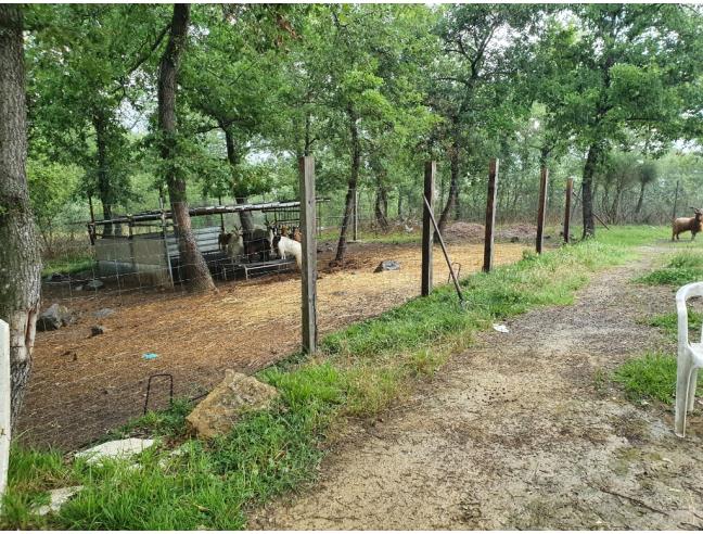 Anteprima foto 2 - Terreno Agricolo/Coltura in Vendita a Perugia - Colle Umberto