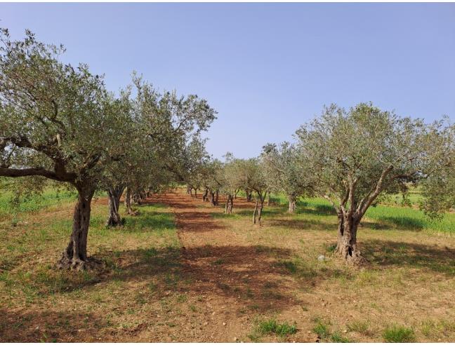 Anteprima foto 1 - Terreno Agricolo/Coltura in Vendita a Petrosino - Agghi