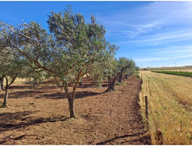Anteprima foto 2 - Terreno Agricolo/Coltura in Vendita a Petrosino - Agghi