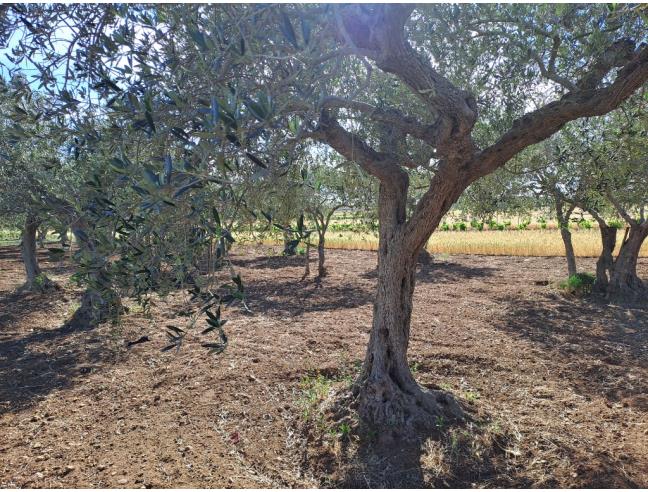 Anteprima foto 3 - Terreno Agricolo/Coltura in Vendita a Petrosino - Agghi