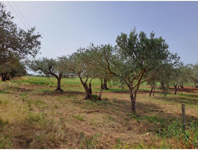 Anteprima foto 4 - Terreno Agricolo/Coltura in Vendita a Petrosino - Agghi
