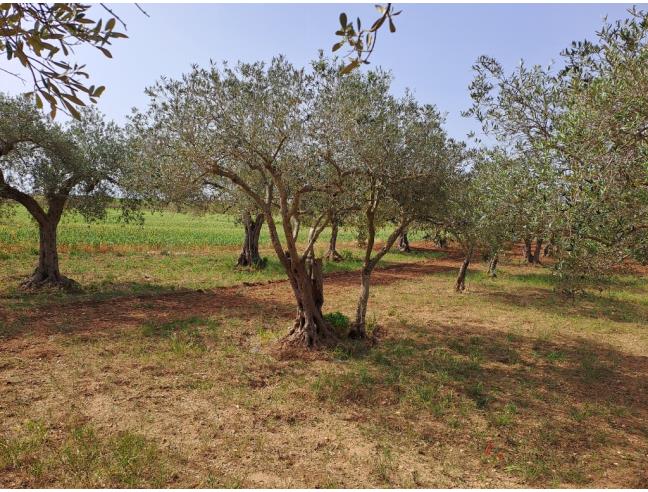Anteprima foto 5 - Terreno Agricolo/Coltura in Vendita a Petrosino - Agghi