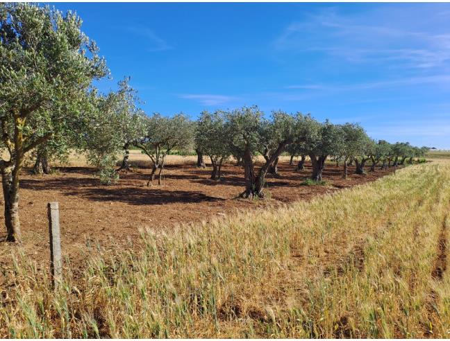 Anteprima foto 6 - Terreno Agricolo/Coltura in Vendita a Petrosino - Agghi