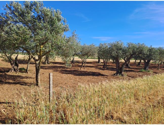 Anteprima foto 7 - Terreno Agricolo/Coltura in Vendita a Petrosino - Agghi