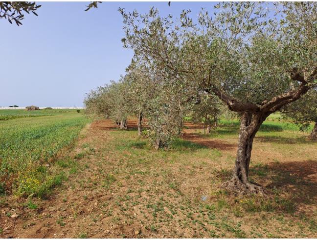 Anteprima foto 8 - Terreno Agricolo/Coltura in Vendita a Petrosino - Agghi