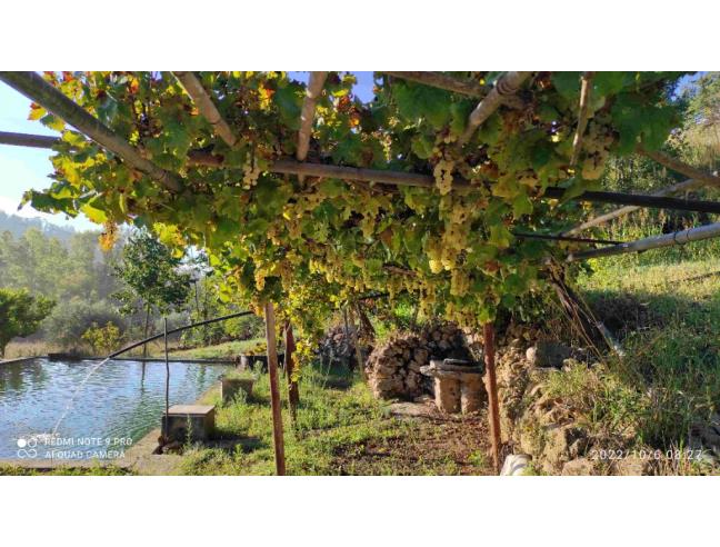 Anteprima foto 8 - Terreno Agricolo/Coltura in Vendita a Piazza Armerina (Enna)