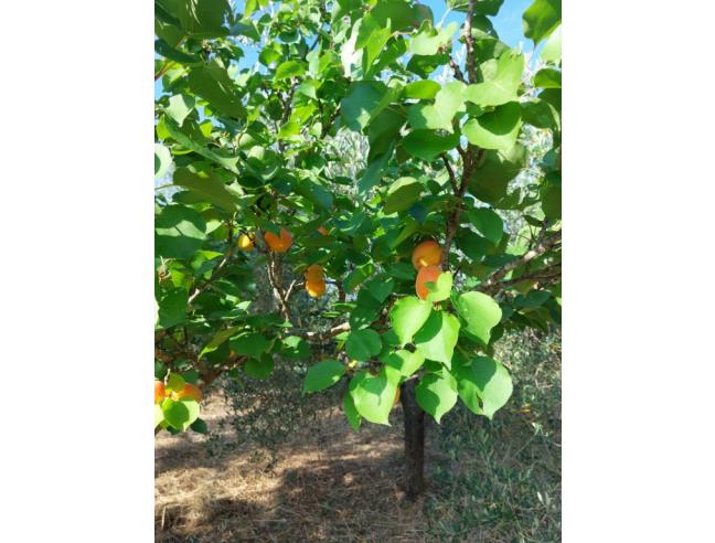 Anteprima foto 5 - Terreno Agricolo/Coltura in Vendita a Piombino - Fiorentina