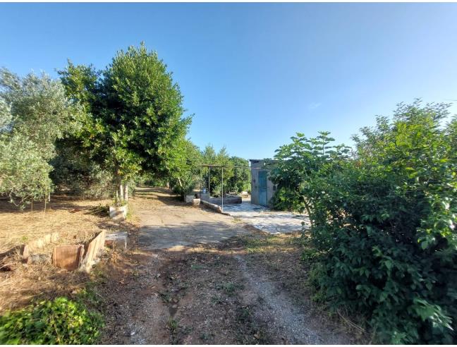 Anteprima foto 2 - Terreno Agricolo/Coltura in Vendita a Piombino (Livorno)