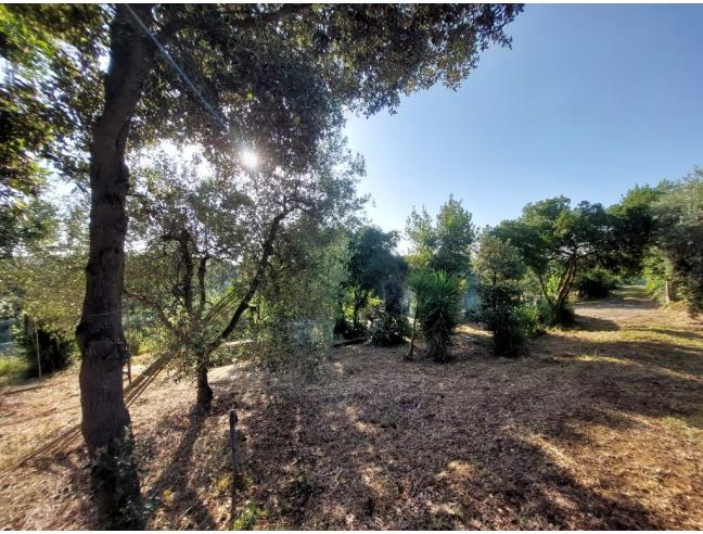 Anteprima foto 5 - Terreno Agricolo/Coltura in Vendita a Piombino (Livorno)