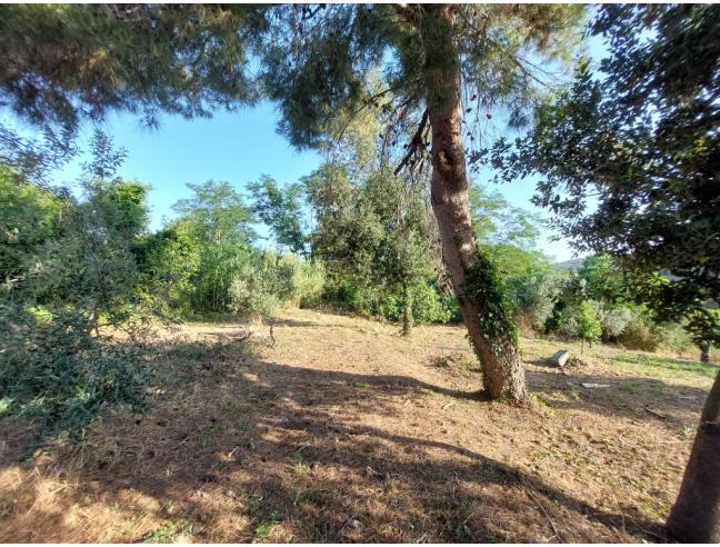 Anteprima foto 7 - Terreno Agricolo/Coltura in Vendita a Piombino (Livorno)