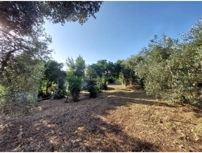 Anteprima foto 8 - Terreno Agricolo/Coltura in Vendita a Piombino (Livorno)