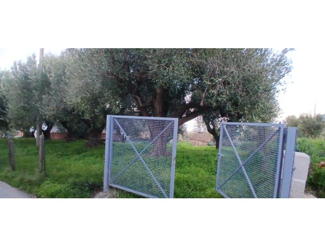 Anteprima foto 2 - Terreno Agricolo/Coltura in Vendita a Pisciotta - Caprioli