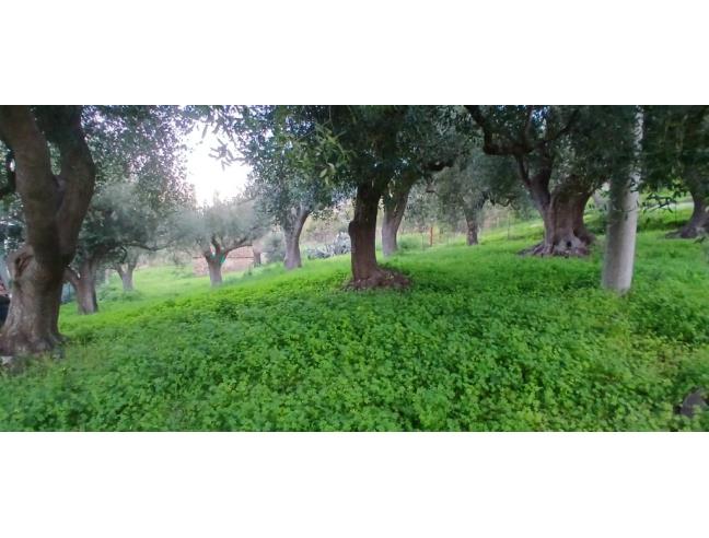Anteprima foto 4 - Terreno Agricolo/Coltura in Vendita a Pisciotta - Caprioli