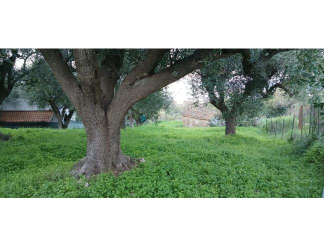 Anteprima foto 5 - Terreno Agricolo/Coltura in Vendita a Pisciotta - Caprioli