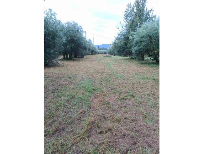 Anteprima foto 2 - Terreno Agricolo/Coltura in Vendita a Pistoia - Torbecchia