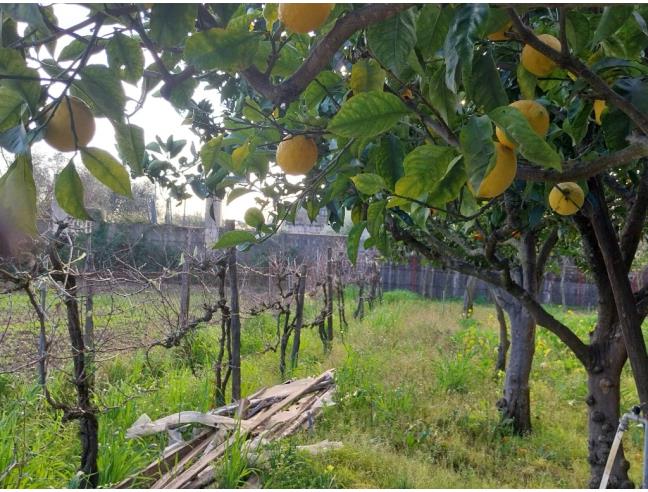 Anteprima foto 7 - Terreno Agricolo/Coltura in Vendita a Pontecagnano Faiano - Sant'Antonio A Picenza