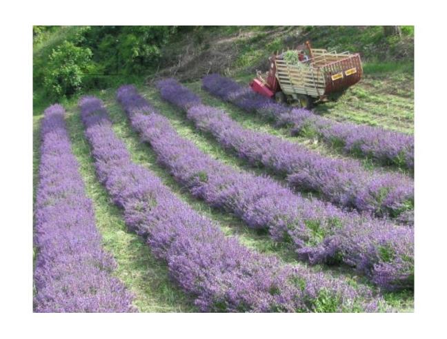 Anteprima foto 3 - Terreno Agricolo/Coltura in Vendita a Pontida (Bergamo)