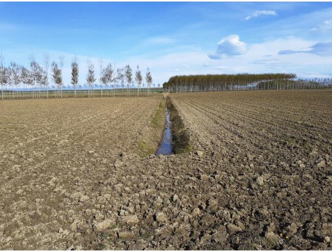 Anteprima foto 5 - Terreno Agricolo/Coltura in Vendita a Porpetto (Udine)