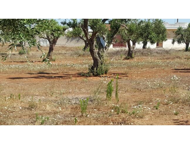 Anteprima foto 2 - Terreno Agricolo/Coltura in Vendita a Porto Cesareo (Lecce)