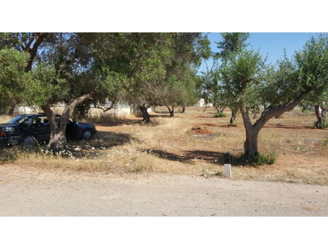 Anteprima foto 4 - Terreno Agricolo/Coltura in Vendita a Porto Cesareo (Lecce)