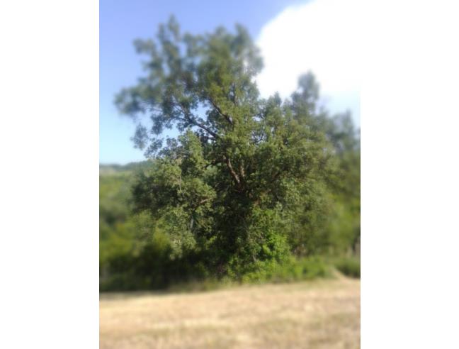 Anteprima foto 1 - Terreno Agricolo/Coltura in Vendita a Prignano sulla Secchia - Monteborazone