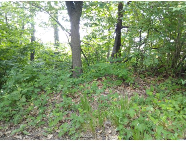 Anteprima foto 6 - Terreno Agricolo/Coltura in Vendita a Prignano sulla Secchia - Monteborazone