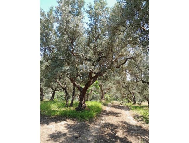 Anteprima foto 2 - Terreno Agricolo/Coltura in Vendita a Rapino - Madonna Della Libera