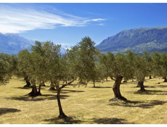 Anteprima foto 3 - Terreno Agricolo/Coltura in Vendita a Rapino - Madonna Della Libera