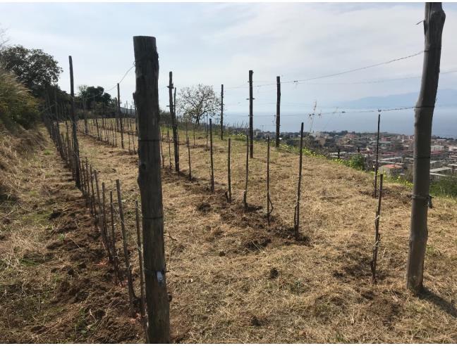 Anteprima foto 5 - Terreno Agricolo/Coltura in Vendita a Reggio Calabria - Archi